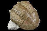 Asaphus Plautini Trilobite - Russia #165444-1